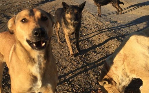 Este sábado habrá una marcha en contra del maltrato animal