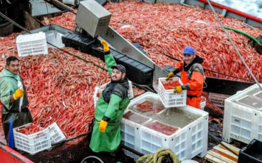 Este miércoles se realiza la reunión de la Comisión de Seguimiento de Langostino
