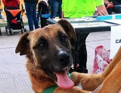 Theo vivía en la calle, sufría una infección en su oído y hoy, ya recuperado, busca una familia que lo adopte