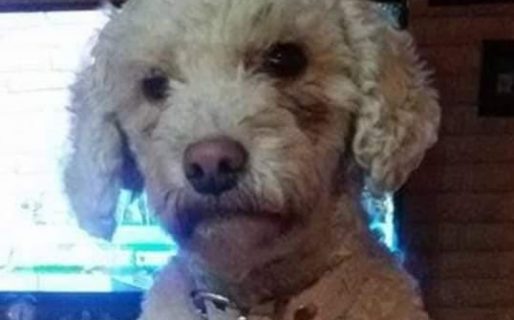 Desesperada búsqueda de una perra en Comodoro: ofrecen $20 mil de recompensa
