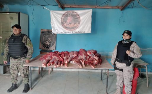 Llevaban cuatro guanacos cazados ilegalmente: la carne fue secuestrada e incinerada