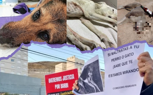 Alarma por los numerosos casos de crueldad animal en Comodoro