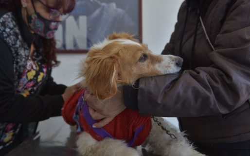 Este jueves y viernes habrá una jornada de vacunación y desparasitación gratuita para perros y gatos