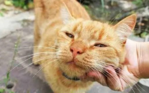 Una mujer le pidió el divorcio a su esposo por regalar el gato sin su autorización
