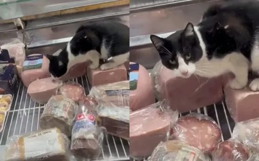 El video viral de un gato comiendo jamón en la vidriera de una fiambrería