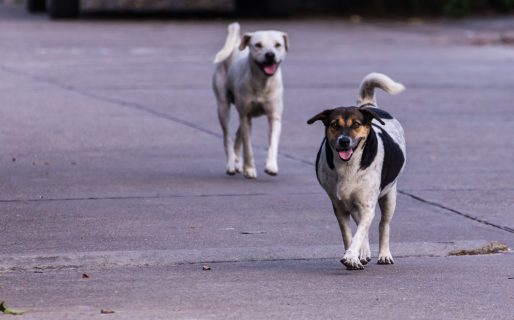 Realizan una rifa para juntar dinero y ayudar a los perros callejeros