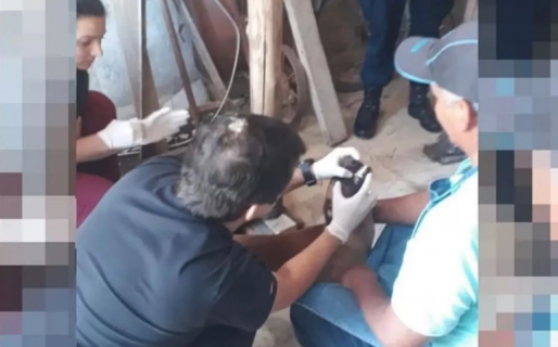 Un hombre fue detenido por abusar sexualmente de tres perras