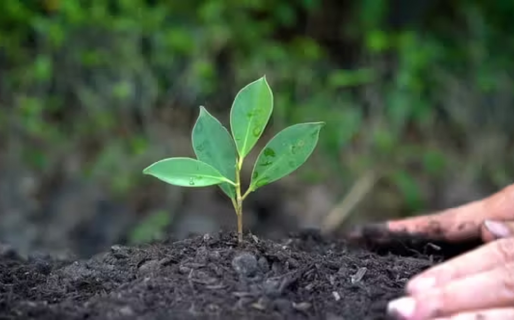Tu papel es muy importante: una organización sin fines de lucro que planta por el medio ambiente