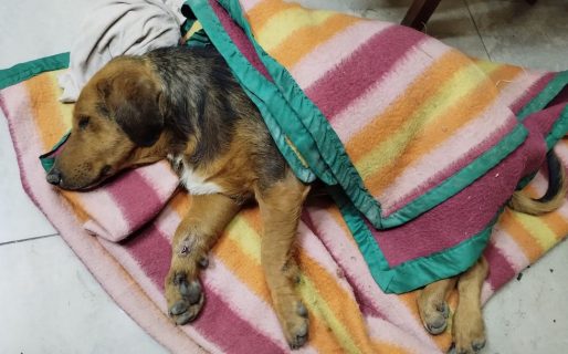 Esta perrita necesita la solidaridad comodorense