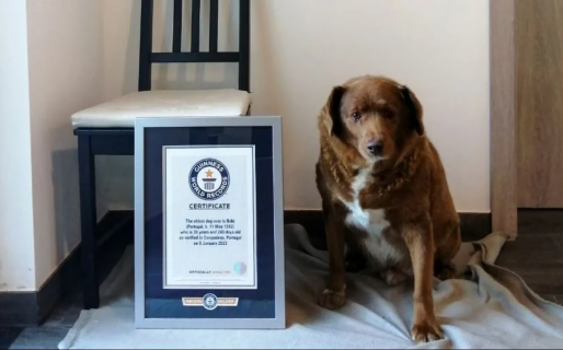 Bobi cumplió 31 años y se convirtió en el perro más viejo del mundo