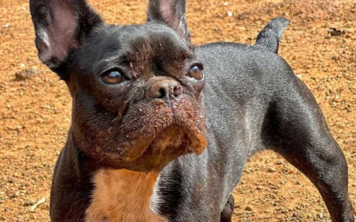 Una bulldog francés fue suspendida de la guardería y su reacción puso al internet de su lado