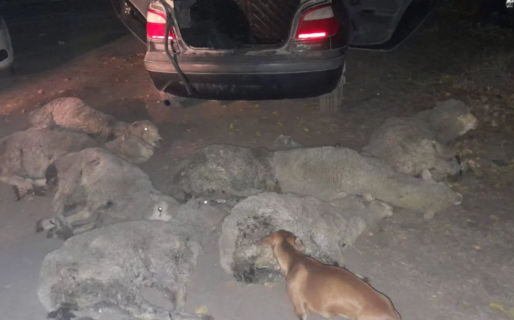 Identificaron un auto que llevaba 8 ovejas vivas en un control