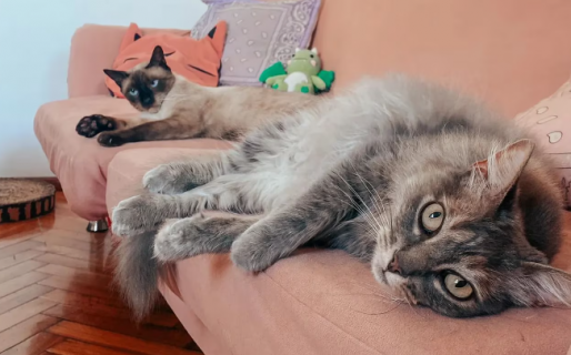 Por qué los gatos “amasan”: el origen del curioso masaje que hacen sobre sus dueños