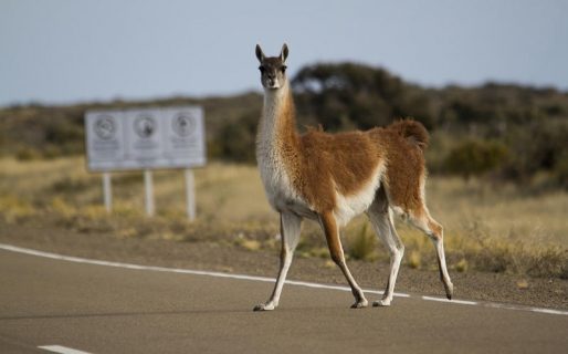 «Choqué a un guanaco»: estafó a un hombre por $150 mil pesos haciéndose pasar por el sobrino