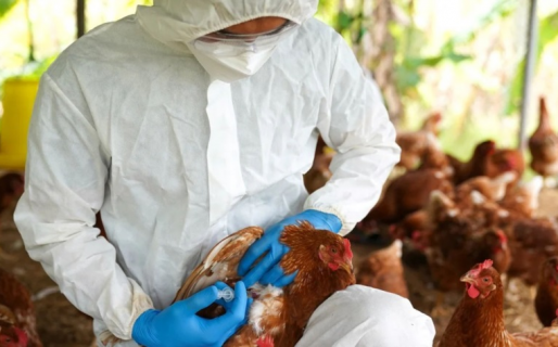 Se confirmaron cuatro nuevos casos de influenza aviar en el país: uno en Chubut