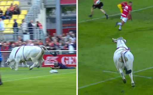 Un toro invadió un partido de rugby y causó pánico entre los jugadores