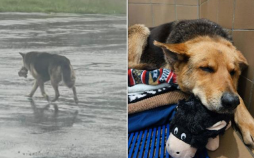 Nikki, la perrita que caminó meses sin parar con un peluche en el hocico tras la muerte de su amo