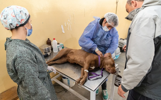 Esta semana el tráiler de esterilización canina estará en el barrio Radio Estación