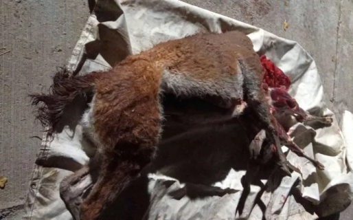 Transitaban con guanacos faenados y un fusil sin documentación: fueron detenidos