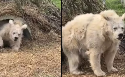 El increíble video viral de un oso despertando de su hibernación