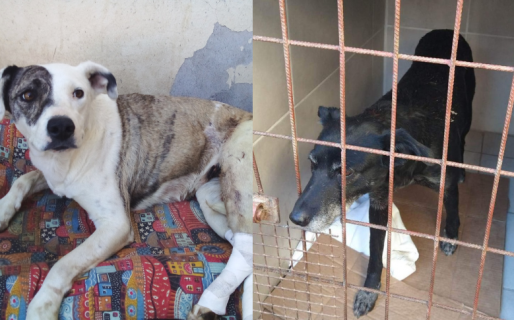 Solicitan la ayuda de los comodorenses para poder saldar las cirugías de dos perritas rescatadas