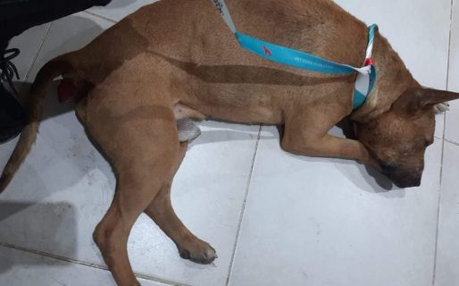 Piden colaboración para costear los gastos de la cirugía de un perrito callejero