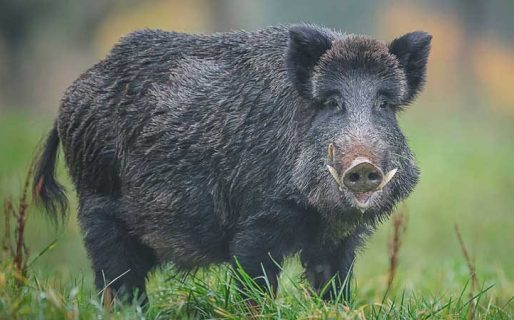 Fue a cazar con sus amigos, lo confundieron con un jabalí y lo mataron