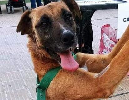 Theo continúa buscando una familia que lo adopte