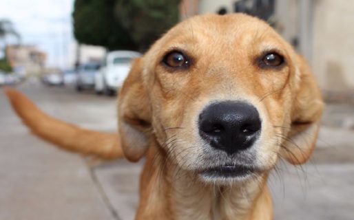 Realizan una rifa solidaria a beneficio de los perritos callejeros