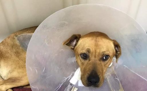 Buscan un hogar para una perrita callejera que debió ser operada de urgencia: «No queremos que vuelva a la calle»