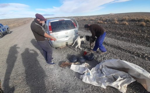 No tenían permiso para cazar y en el baúl llevaban un guanaco despostado y una liebre