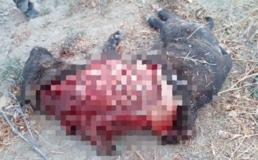 Alerta en Comodoro por una persona que despelleja perros