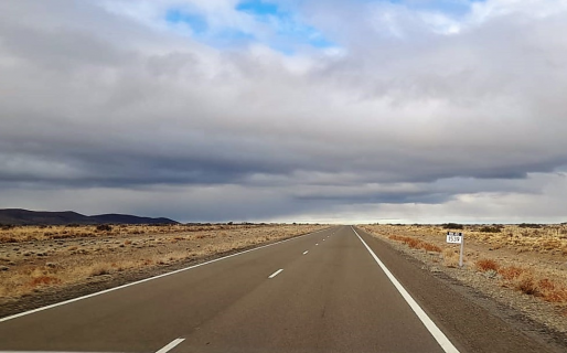 Rutas provinciales: Piden circular con precaución ante la presencia de animales sueltos