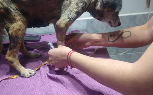 Nuevo caso de maltrato animal: Encontraron a un perro en total estado de abandono