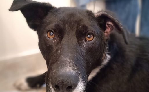 Vicente nos necesita: fue abandonado en Km8 y ahora busca un nuevo hogar