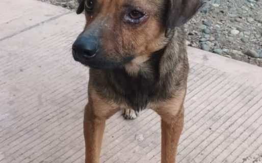 Buscan a una familia que adopte a un perro que deambula solo por las calles de Km8