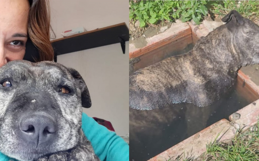 La crueldad animal sin respuesta del estado se cobró otra víctima en Comodoro