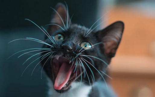 Miraba las cámaras de su casa, notó que un gato estaba en peligro y lo que vio la aterró