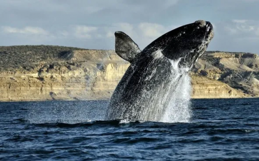 Chubut en invierno: avistaje de ballenas y otras maravillas