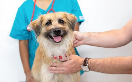 Este sábado habrá una Jornada de Vacunación Antirrábica y Desparasitación para perros y gatos