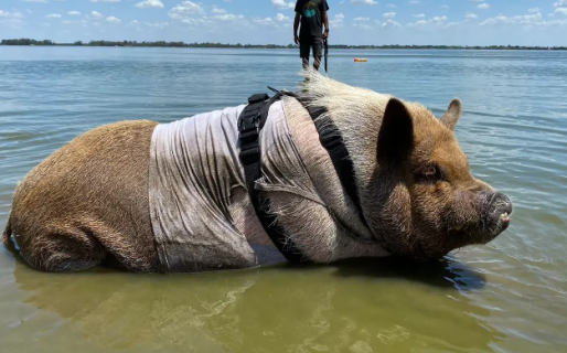 Bondiola, el chanchito que duerme en la cama y sale a pasear como un perrito: “Es nuestro chanchijo”