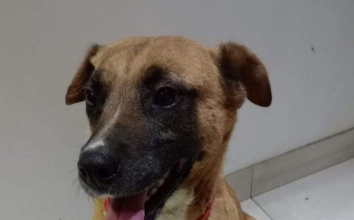 Theo continúa buscando una familia que lo adopte