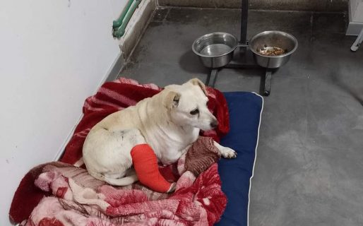 Buscan una familia para Peti, una perrita que sufrió una fractura en su pata