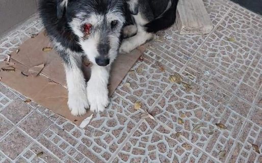 Nuevo caso de maltrato animal: Mutilaron el ojo de un perrito en Km 3