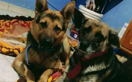 Buscan una familia para Mía y Moro, dos fieles compañeros que sobrevivieron al maltrato y a la indiferencia de la calle