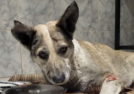 Necesitan ayuda para costear los gastos de la cirugía de Capitán, un perrito que fue atropellado
