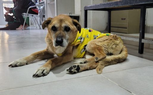 Continúan buscando un hogar para Tito, un perro viejito que fue abandonado