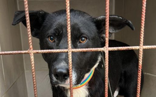 «Busco una familia que me de amor para siempre»: Le armaron un CV a Vicente un callejero que necesita un hogar