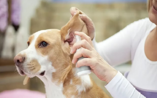 Por qué es importante limpiar los oídos de los perros 