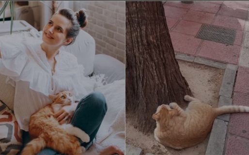 Conmovedor: Un gato perdido se sentó debajo de un cartel y logró encontrar a sus dueños